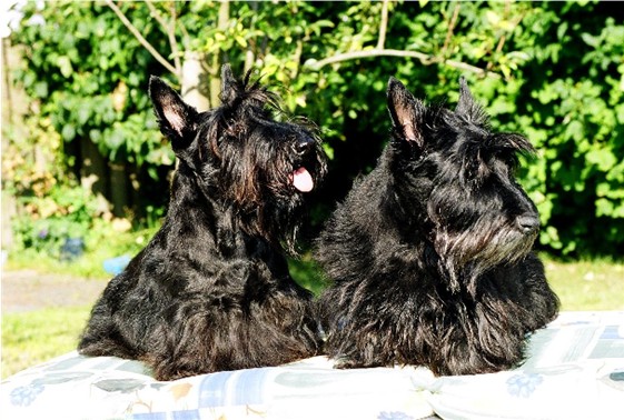 Luzi & Hermine auf der Gartenliege